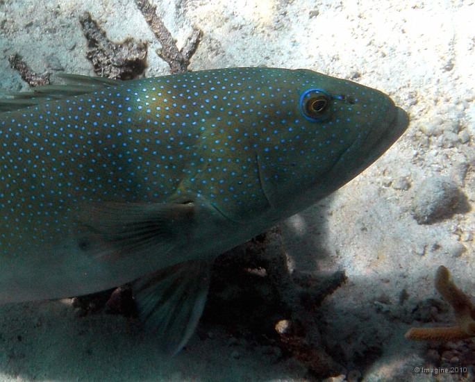 105- Une saumonee (Plectropomus leopardus) - Recif Kuta.JPG
